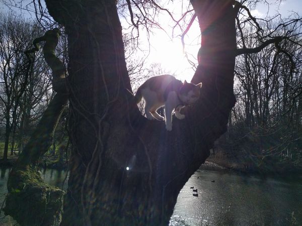 Cover photograph of Montsoriu the cat standing gracefully in a sunlit tree